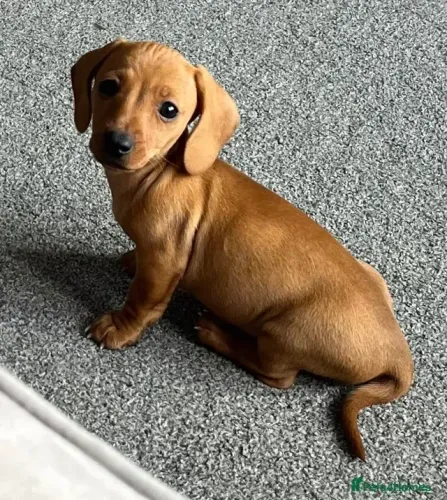 Cãozinho Teckel/Dachshund/Salsicha/Salsichinha/Basset/Cofap carinhosos e sociáveis