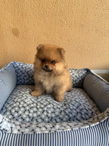 Spitz alemão macho lulu da pomerania