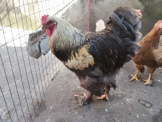 Galo Brahma Dark
