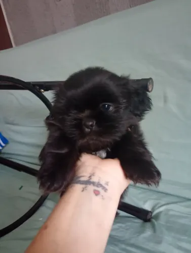 Filhotes de shih tzu macho 