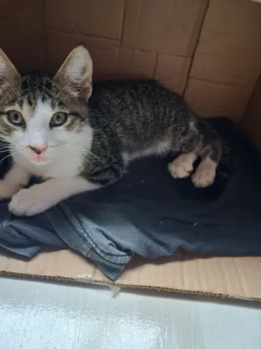 Doação de gatinho