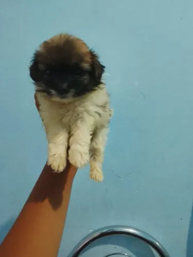 Linda filhote fêmea de shitzu com um mês e 15 dias para vender
