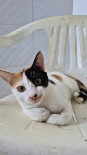 Gatinha tricolor