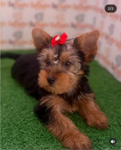 Yorkshire Terrier Fêmea