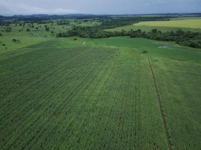 FAZENDAS NO PARAGUAI VALOR DO HECTARE TERRA VERMELHA