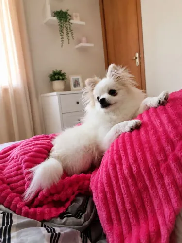 Spitz alemão macho
