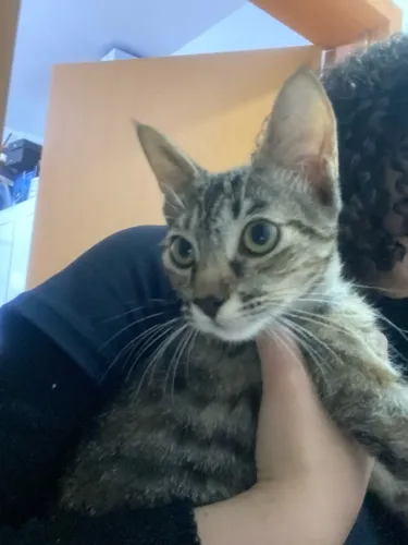 Doação de gatinha filhote