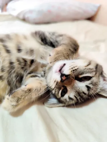 Gato adoção