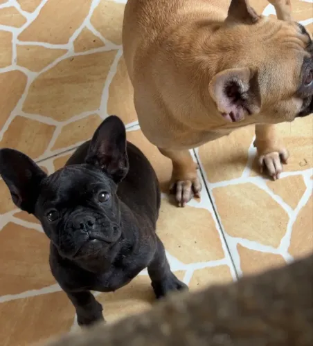 BULDOGUE FRANCÊS MACHO 