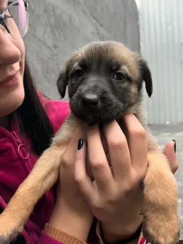 Adoção dog mãe malinoa pai rndf