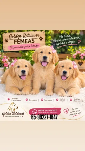 Golden retriever fêmea