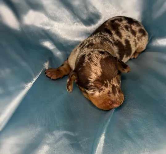 Filhotes Dachshund Alerquim Legítimo Reservas Machos Baixinhos 12X