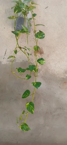 Plantas