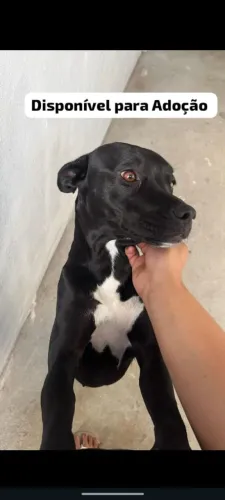 Para adoção 