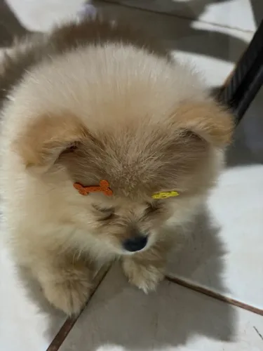 Lulu da Pomerania