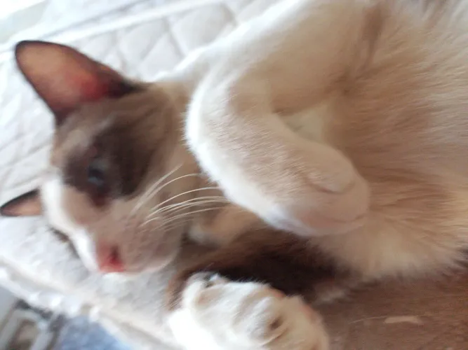 Gatinha dócil 