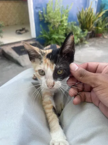 Gatinha tricolor fofinha