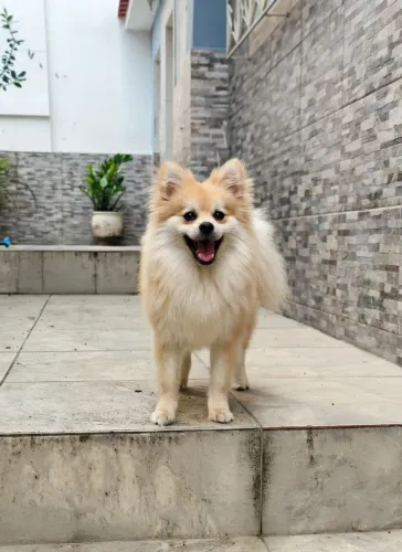 Spitz Alemão (Lulu da pomerânia) 1ano