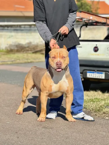MACHO PIT MONSTER TRI LILAC SABLE DISPONÍVEL PARA VENDA OU COBERTURA