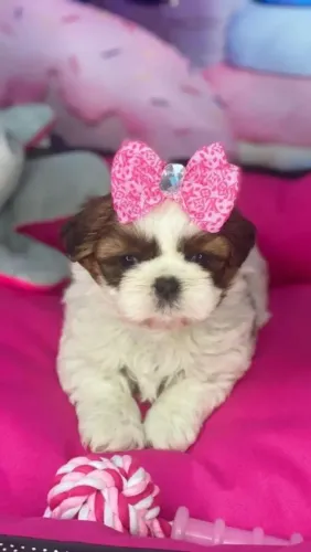 SHIH TZU FÊMEAS! Aceito Cartão! Pronta entrega 