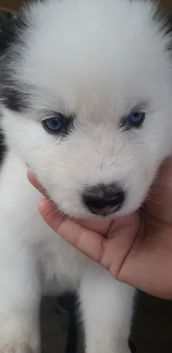 Husky siberiano filhote (piebald )