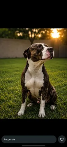 Cachorro Americanbully pitbull
