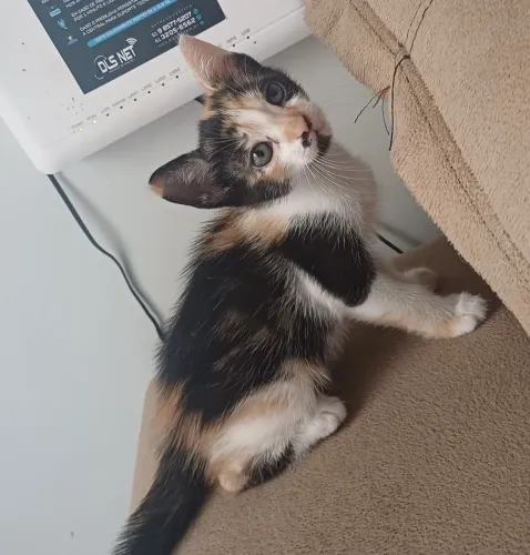 Doa-se filhote de gata fêmea