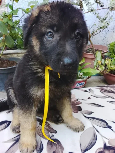 Ele é peludo e gordo disponível pastor 