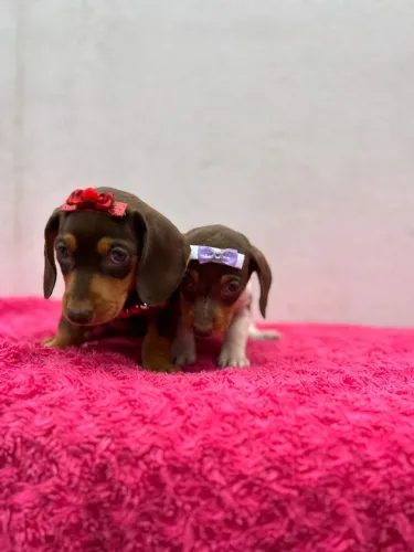Daschund - Leve hoje seu companheiro 