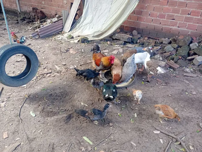 Galinha,ganso e pato