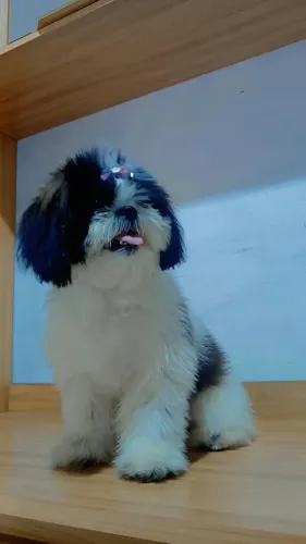 Cachorro shitzu