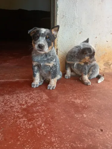 Vendas de filhotes de BLUE Heeler 