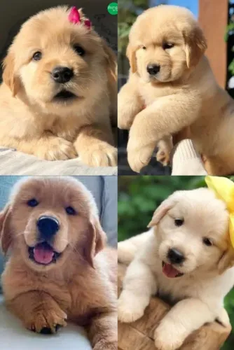 Golden para doação