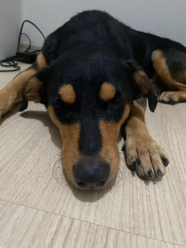 Adoção 