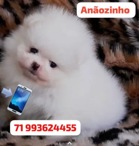Lulu da Pomerânia/Spitz alemão anão 
