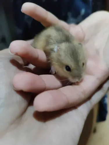 Hamster Anão Russo 
