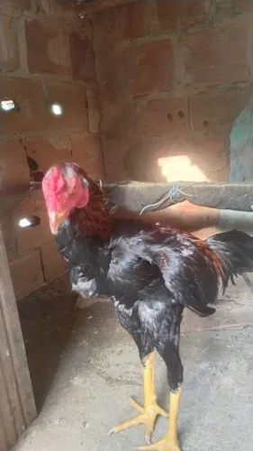 Frango novo 7 meses