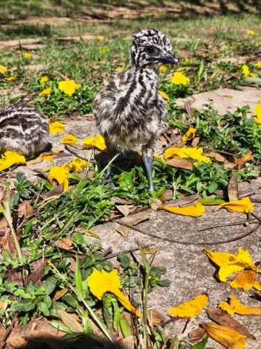 Pintinhos de Emu