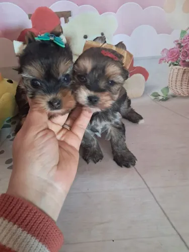 Yorkshire terrier micro fêmea 