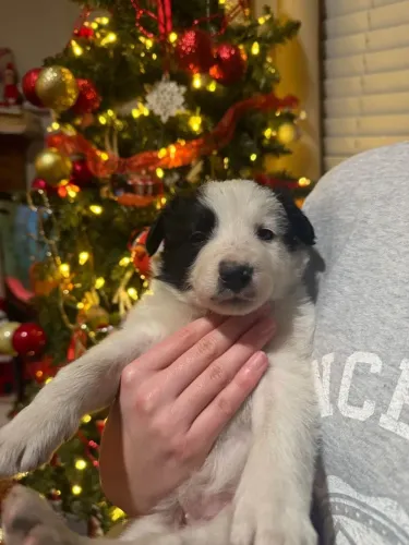 Filhotes de Border Collie | Filhotes com muito brilho no olhar!