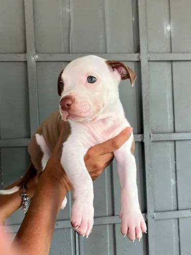Filhote de mãe dogo Argentino e pai América 