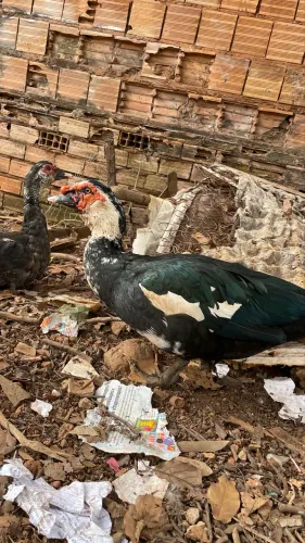 Vendo pato macho 