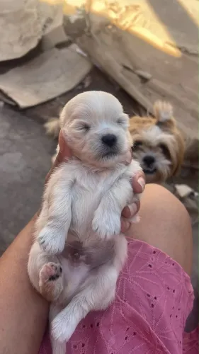 Cachorro Shih Tzu