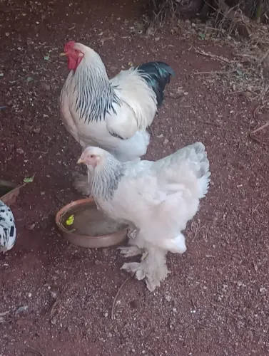 Casal Galo Galinha Brahma