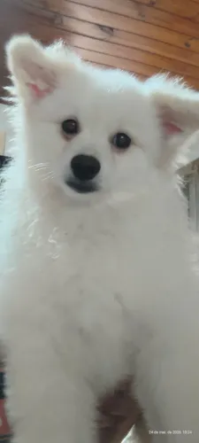 Vende-se Spitz Alemão 