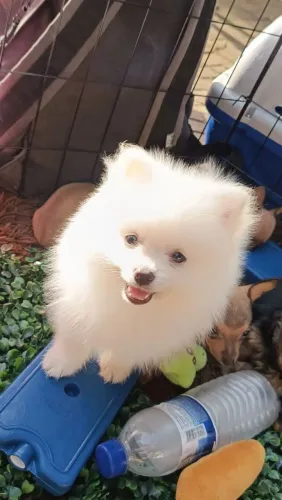 Spitz alemão anão