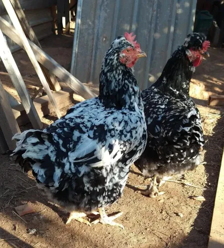 Galinha caipira sertaneja balão 