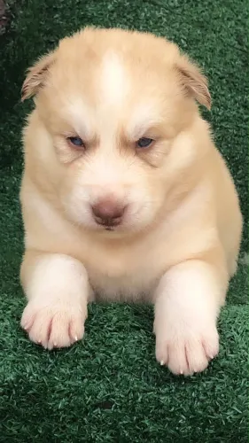 Husky Macho Wooly