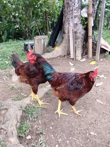 Galos rhodes sland red 