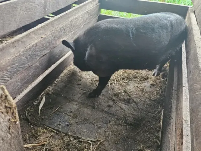 Vendo porcas paridas e porcas prenhas . Tem dois barão.